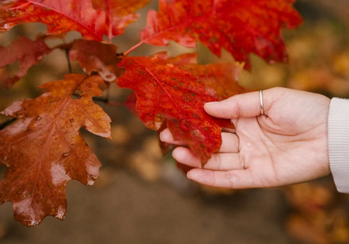 В Україну прийде друге "бабине літо": прогноз синоптика В Україну прийде друге "бабине літо": прогноз синоптика